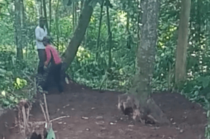 Pohon pohon ditebang dan semak belukar yang terkena badan harus dibersihkan 